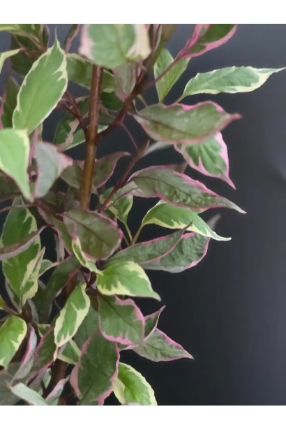 Ближний план листьев дерна белого Миракла летом.